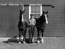 A black and white photo of two Clydesdales on halters outside a barn. In the middle is a man holding their halters.